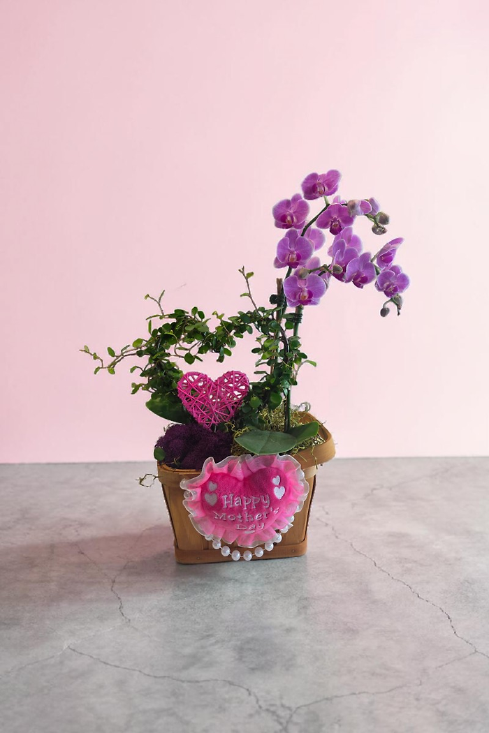 Mini Orchid garden