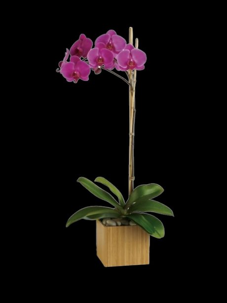 Imperial Purple Orchid