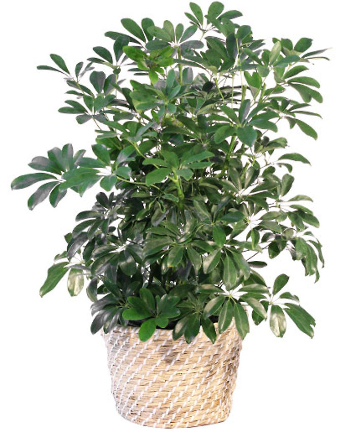 Schefflera Plant