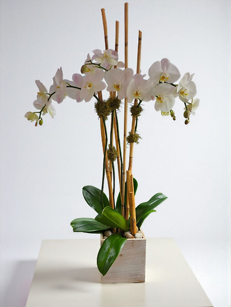 Grandiose Orchids