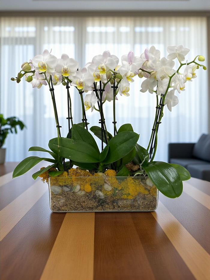 Serenity mini Orchid garden
