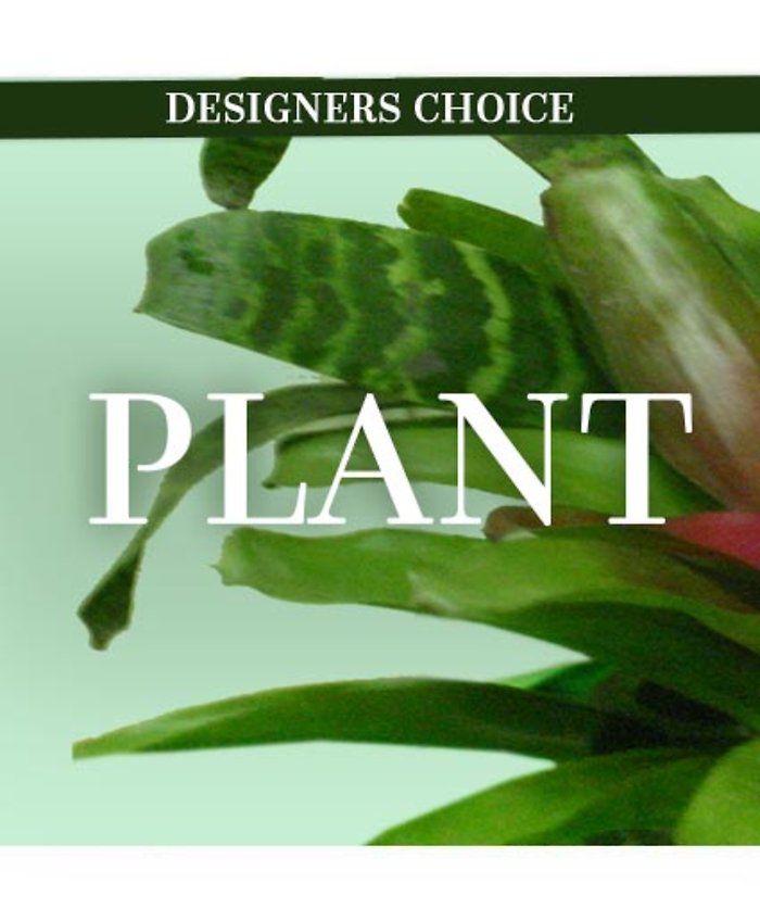 Lovely Plant Designer\'s choice