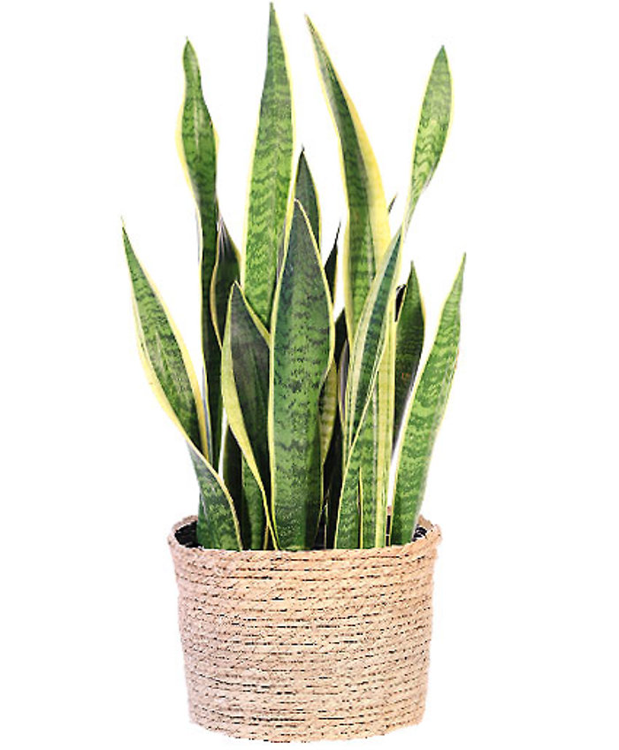 Snake Plant