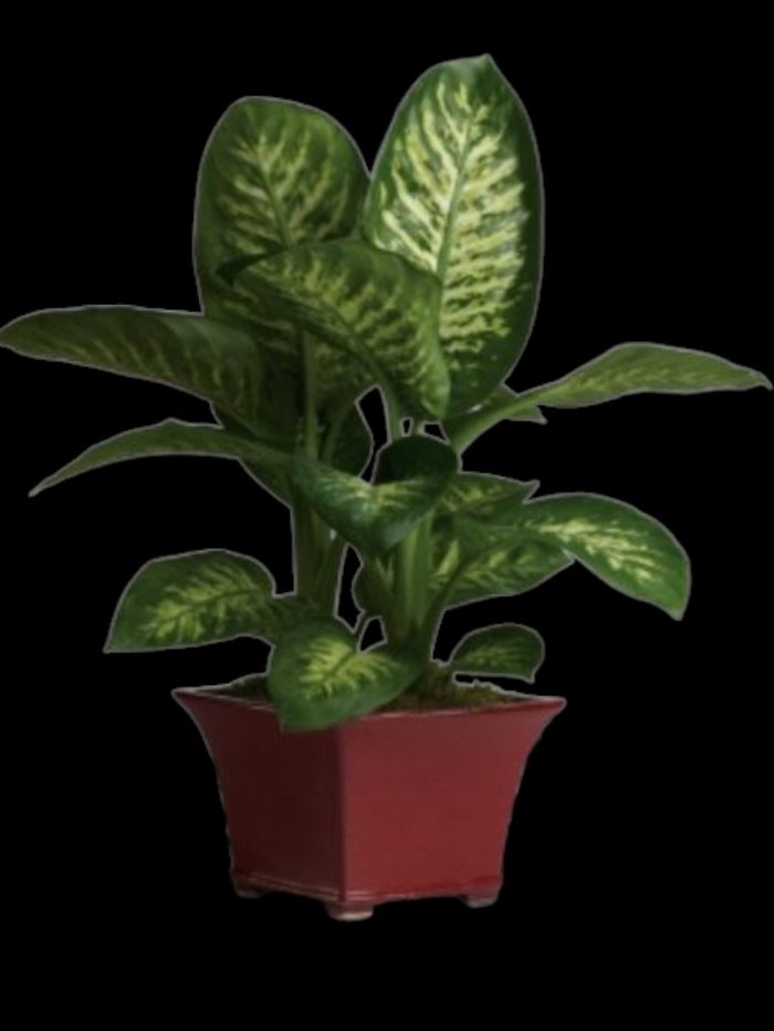 Delightful Dieffenbachia