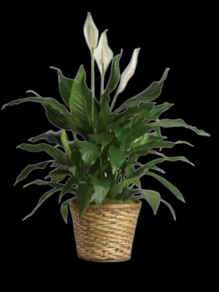 Simply Elegant Spathiphyllum - Medium