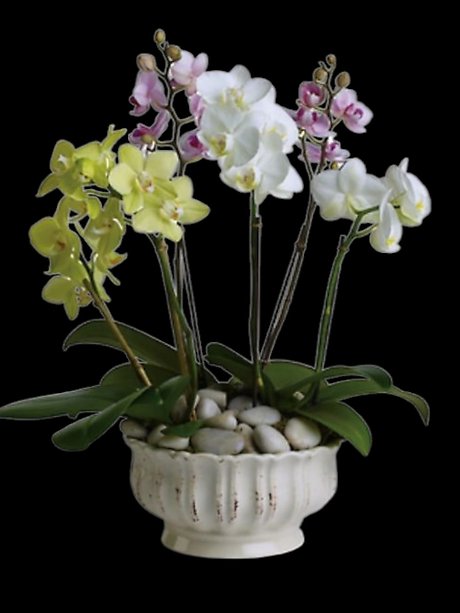 Regal Orchids