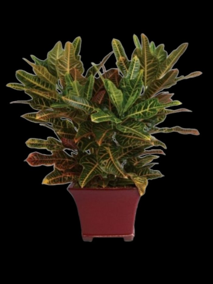 Stately Croton