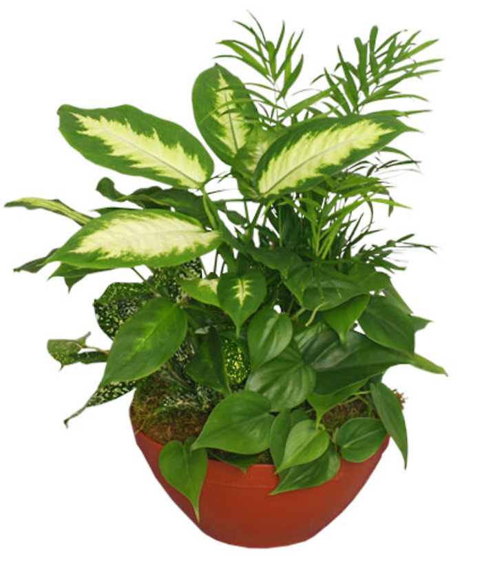 Gift of green dish garden planter